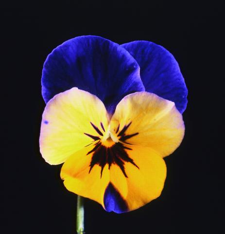 photo of flower to be used as: Pot and bedding Viola cornuta Lolita Sunset Blue Blotch