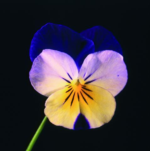 photo of flower to be used as: Pot and bedding Viola cornuta Lolita Sunset Blue