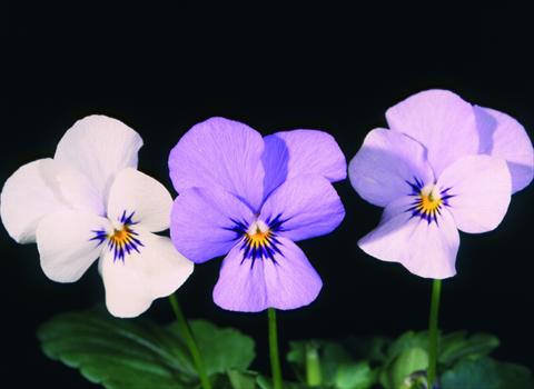 photo of flower to be used as: Pot and bedding Viola cornuta Lolita White 2 Blue