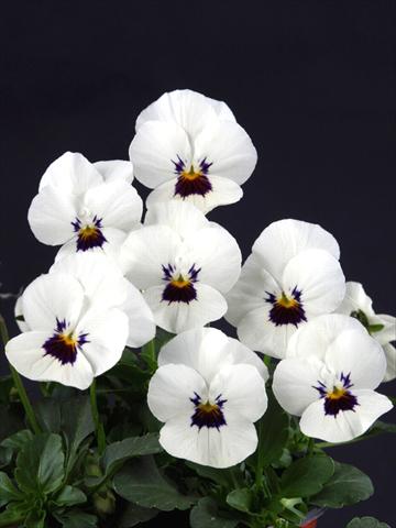 photo of flower to be used as: Pot and bedding Viola cornuta Lolita White Blotch
