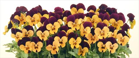 photo of flower to be used as: Pot and bedding Viola cornuta Valentina Apricot with Purple Top