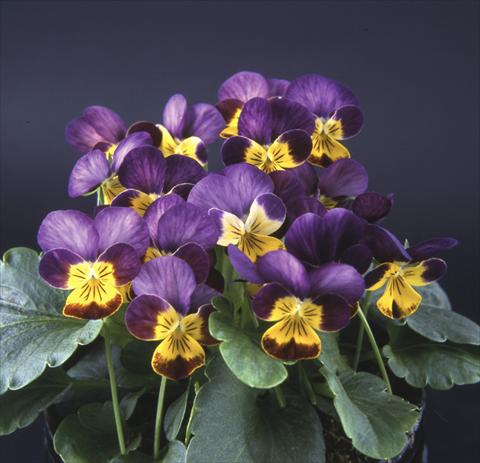 photo of flower to be used as: Pot and bedding Viola cornuta Valentina Crimson with Yellow Face