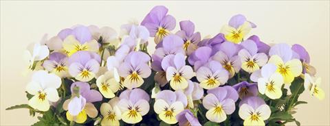 photo of flower to be used as: Pot and bedding Viola cornuta Valentina Lemon 2 Blue