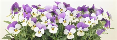 photo of flower to be used as: Pot and bedding Viola cornuta Valentina Lemon with Purple Top