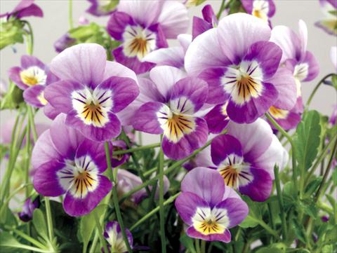 photo of flower to be used as: Pot and bedding Viola cornuta Valentina Lilac with White Face