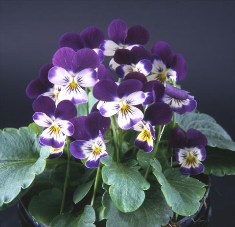 photo of flower to be used as: Pot and bedding Viola cornuta Valentina Purple with White Face