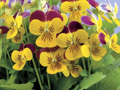 photo of flower to be used as: Pot and bedding Viola cornuta Valentina Yellow with Purple Top