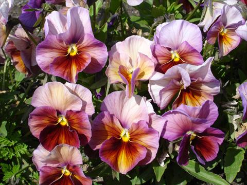 photo of flower to be used as: Pot and bedding Viola wittrockiana Acquarelle Flambè Lilac Tobago