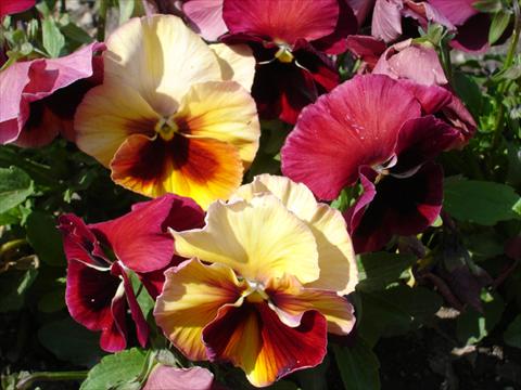 photo of flower to be used as: Pot and bedding Viola wittrockiana Acquarelle Flambè Red Shades