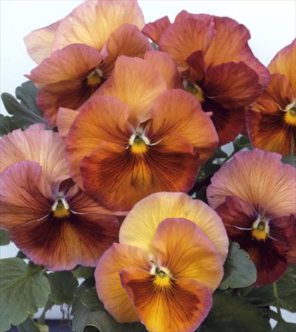 photo of flower to be used as: Pot and bedding Viola wittrockiana Acquarelle Flambè Toscana