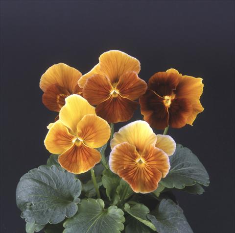photo of flower to be used as: Pot and bedding Viola wittrockiana Desiderio Camino
