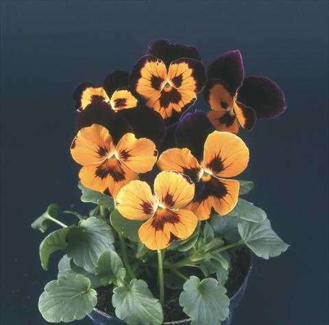 photo of flower to be used as: Pot and bedding Viola wittrockiana Desiderio Harlequin Purple