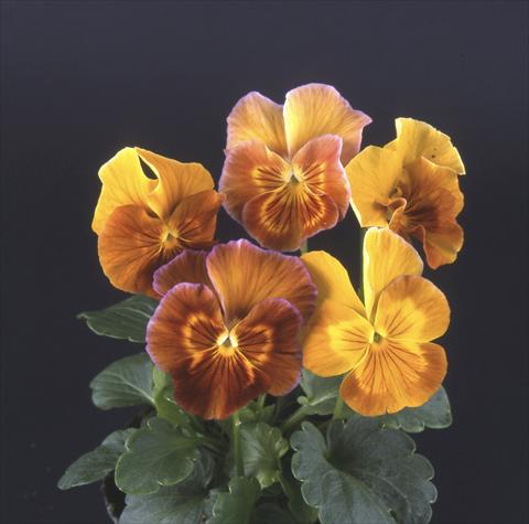 photo of flower to be used as: Pot and bedding Viola wittrockiana Desiderio Havana
