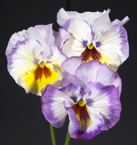 photo of flower to be used as: Pot and bedding Viola wittrockiana Desiderio Lilac Lemon Shades