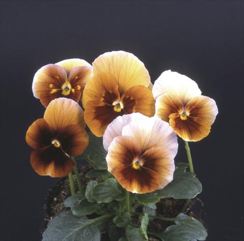 photo of flower to be used as: Pot and bedding Viola wittrockiana Desiderio Maroon Blue