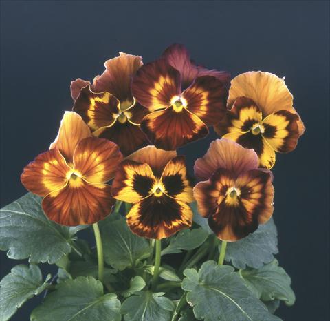 photo of flower to be used as: Pot and bedding Viola wittrockiana Desiderio Maroon See Me