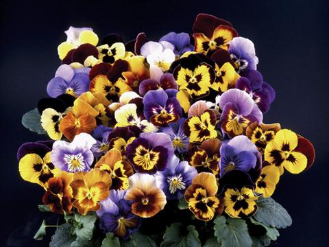 photo of flower to be used as: Pot and bedding Viola wittrockiana Desiderio Mixed
