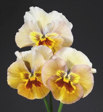 photo of flower to be used as: Pot and bedding Viola wittrockiana Desiderio Pastel Bronze