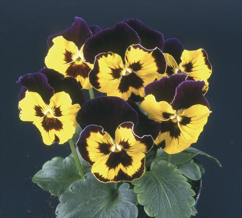 photo of flower to be used as: Pot and bedding Viola wittrockiana Desiderio Purple with Golden Face & Blotch
