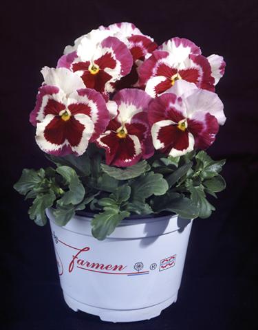 photo of flower to be used as: Pot and bedding Viola wittrockiana Desiderio Tricolour Orchid