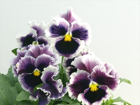 photo of flower to be used as: Pot and bedding Viola wittrockiana Flamenco Lilac Blue Picotee