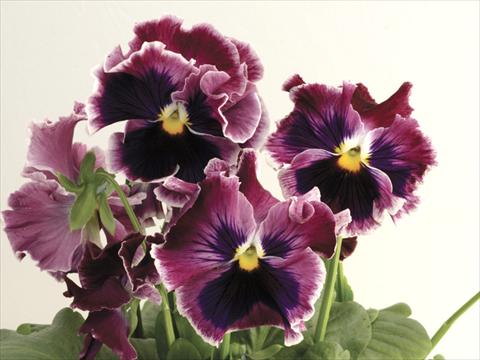 photo of flower to be used as: Pot and bedding Viola wittrockiana Flamenco Rose with White Top