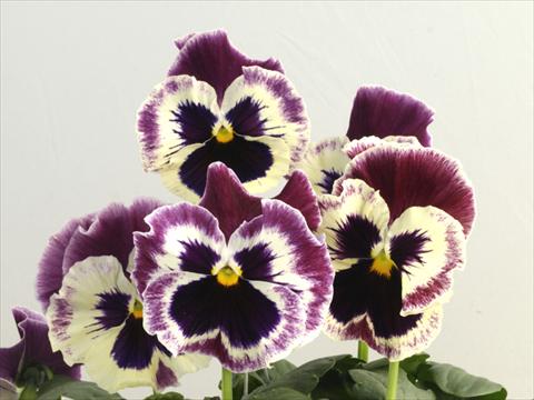 photo of flower to be used as: Pot and bedding Viola wittrockiana Flamenco See Me