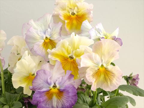 photo of flower to be used as: Pot and bedding Viola wittrockiana Flamenco Soft Light Azure Limonette