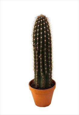 photo of flower to be used as: Pot Cactus Trixanhocereus pasacana