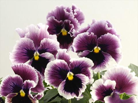 photo of flower to be used as: Pot and bedding Viola wittrockiana Flamenco Violet Ringled