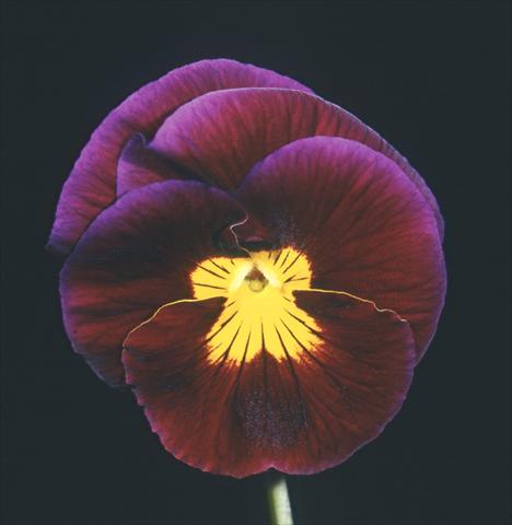 photo of flower to be used as: Pot and bedding Viola wittrockiana Mambo Balanzone