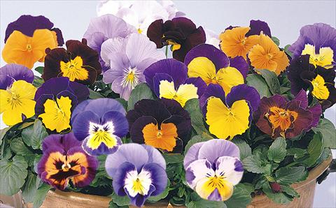 photo of flower to be used as: Pot and bedding Viola wittrockiana Mambo Mix