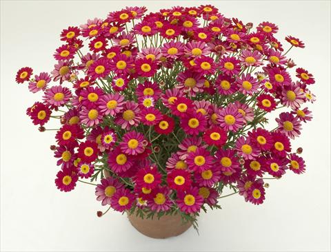 photo of flower to be used as: Pot and bedding Argyranthemum frutescens Daisy Crazy™ Meteor Red