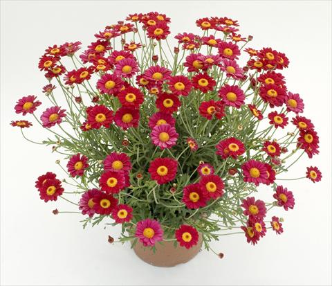 photo of flower to be used as: Pot and bedding Argyranthemum frutescens Daisy Crazy™ Starlight Red