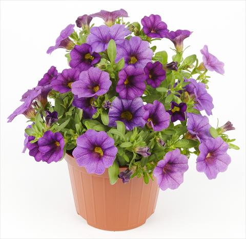 photo of flower to be used as: Pot, bedding, patio Calibrachoa Mille Baci® Blue