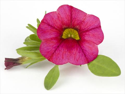 photo of flower to be used as: Pot, bedding, patio Calibrachoa Mille Baci® Magenta
