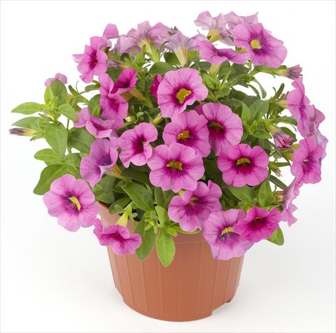 photo of flower to be used as: Pot, bedding, patio Calibrachoa Mille Baci® Rose