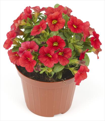 photo of flower to be used as: Pot, bedding, patio Calibrachoa Mille Baci® Scarlet