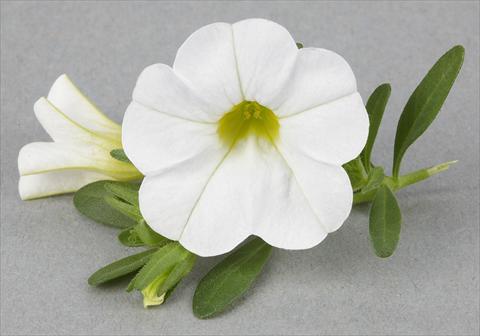 photo of flower to be used as: Pot, bedding, patio Calibrachoa Mille Baci® White