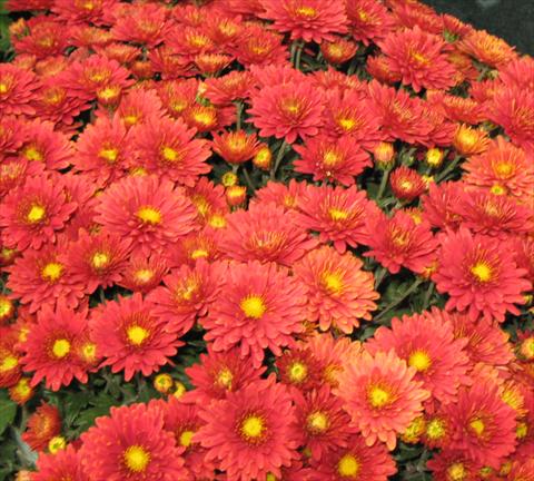 photo of flower to be used as: Pot, bedding, patio Chrysanthemum Golette® Fructa Framboise