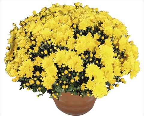 photo of flower to be used as: Pot, bedding, patio Chrysanthemum Perseus® Macao Jaune