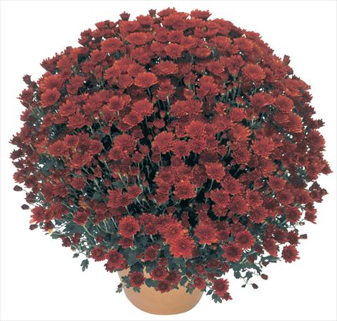 photo of flower to be used as: Pot, bedding, patio Chrysanthemum Perseus® Macao Rouge