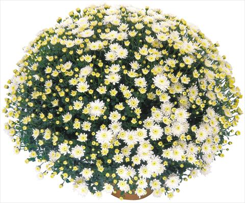 photo of flower to be used as: Pot, bedding, patio Chrysanthemum Perseus® Solo Blanc