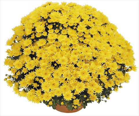 photo of flower to be used as: Pot, bedding, patio Chrysanthemum Perseus® Solo Jaune