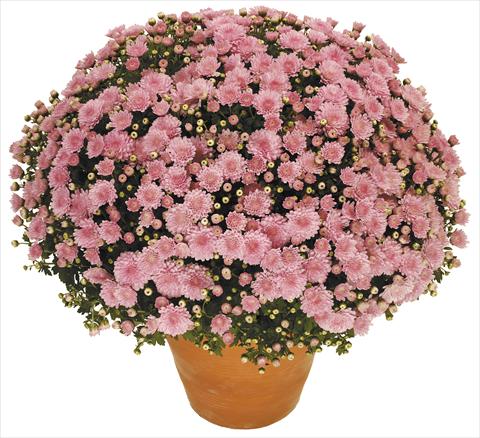 photo of flower to be used as: Pot, bedding, patio Chrysanthemum Perseus® Toubo Rose