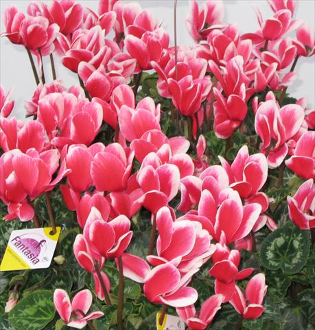 photo of flower to be used as: Pot, bedding, patio Cyclamen persicum Latinia® Fantasia Rouge