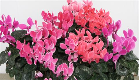 photo of flower to be used as: Pot, bedding, patio Cyclamen persicum Latinia® Premium Melange Flammé Liseré