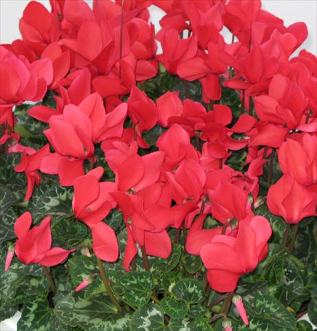 photo of flower to be used as: Pot, bedding, patio Cyclamen persicum Latinia® Rouge vif