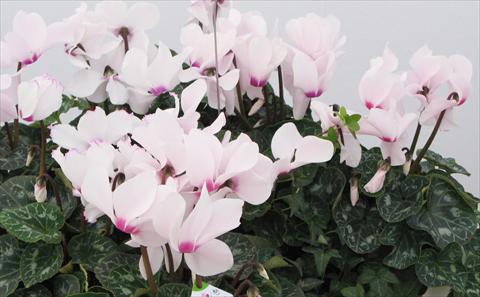 photo of flower to be used as: Pot, bedding, patio Cyclamen persicum Latinia® Victoria 50
