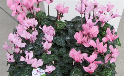 photo of flower to be used as: Pot and bedding Cyclamen persicum mini Metis® Victoria Saumon & Fuchsia